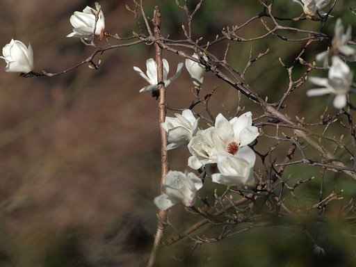 春告げ花(白)