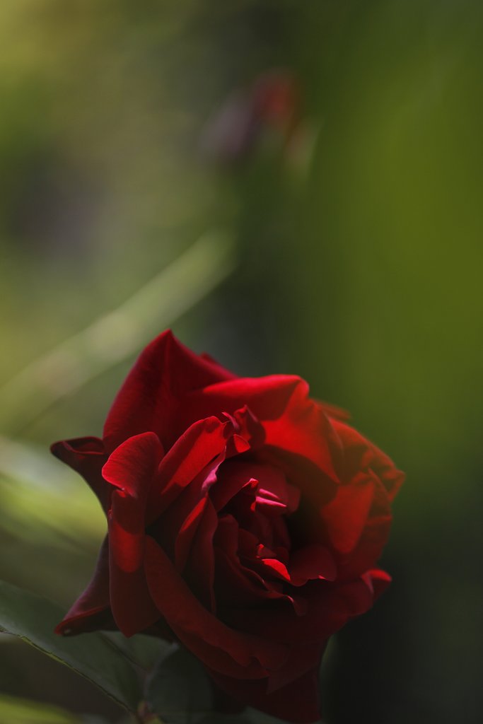 Tamron 90mm f2.8 macro 172E