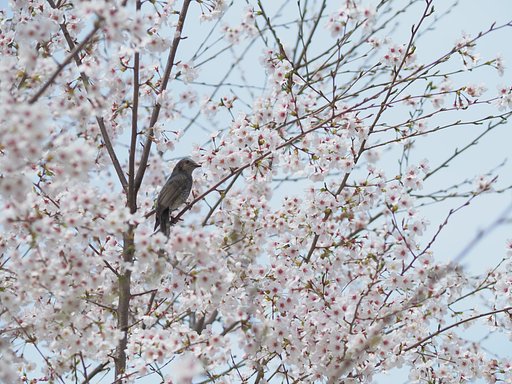 春を貸し切り