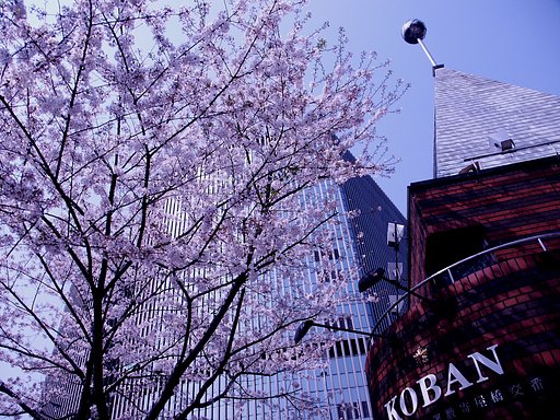 皆さんのを真似して銀座の桜!