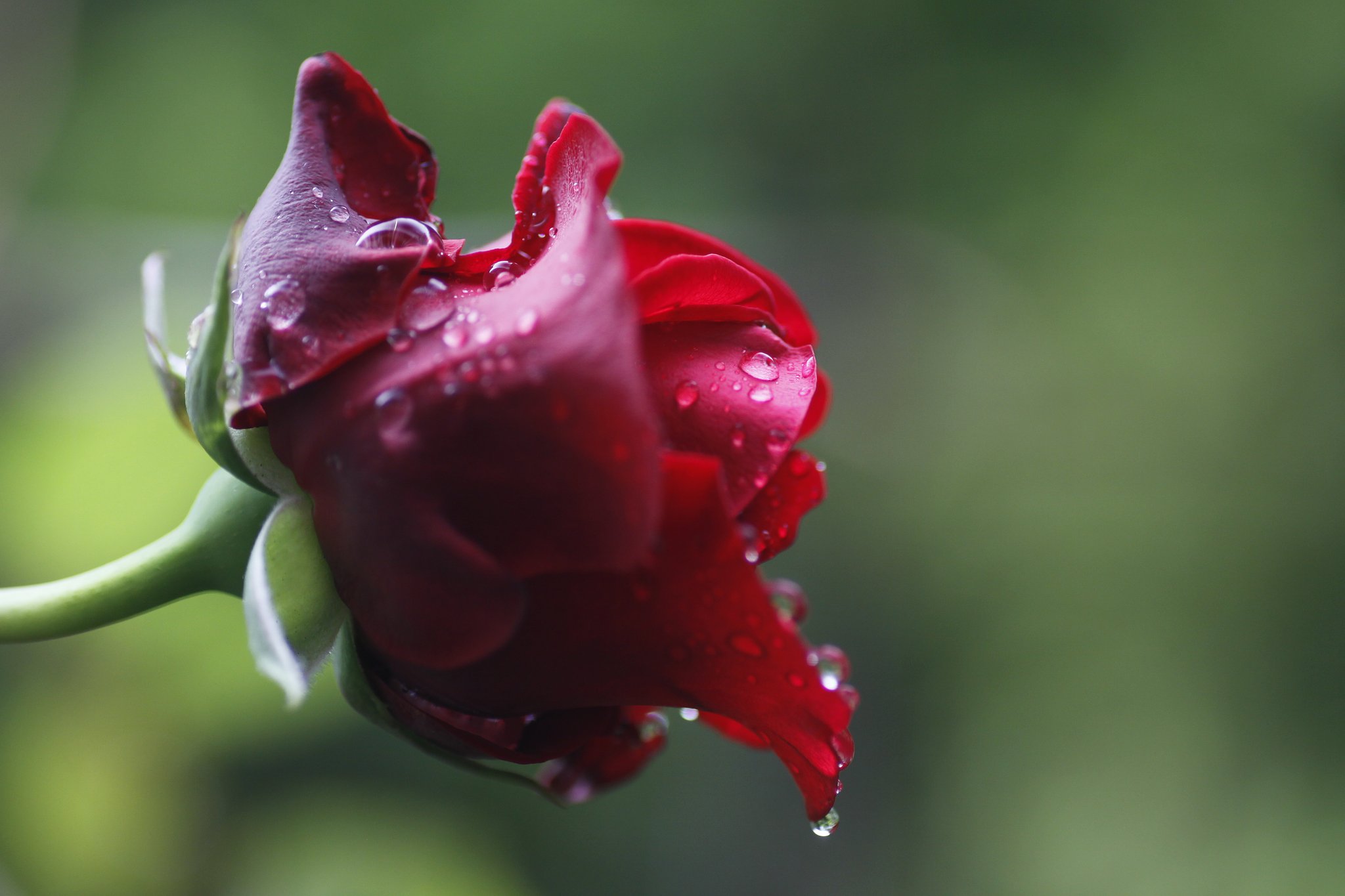Tamron 90mm f2.8 macro 172E