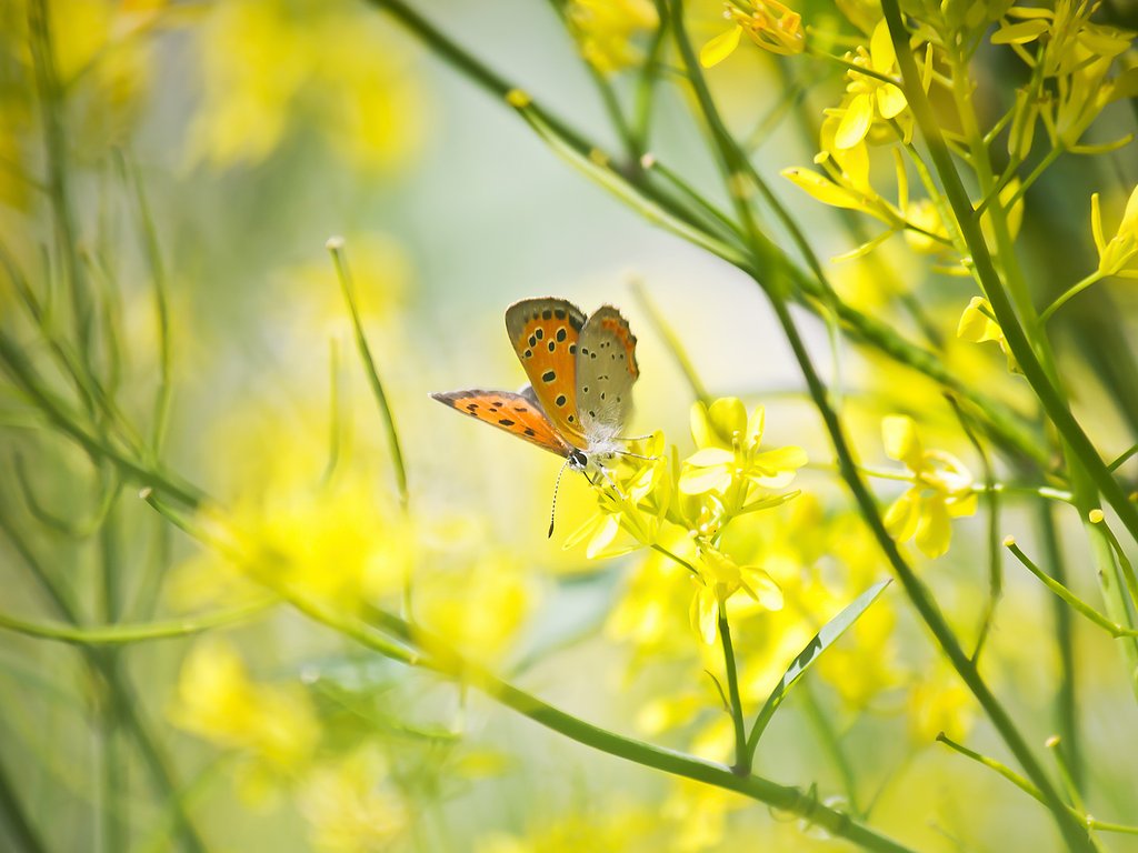 【生き物景色】5月のお題