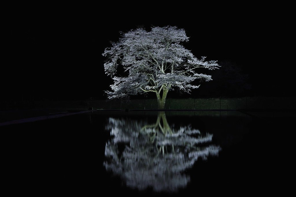 根尾の一本桜　Ⅱ