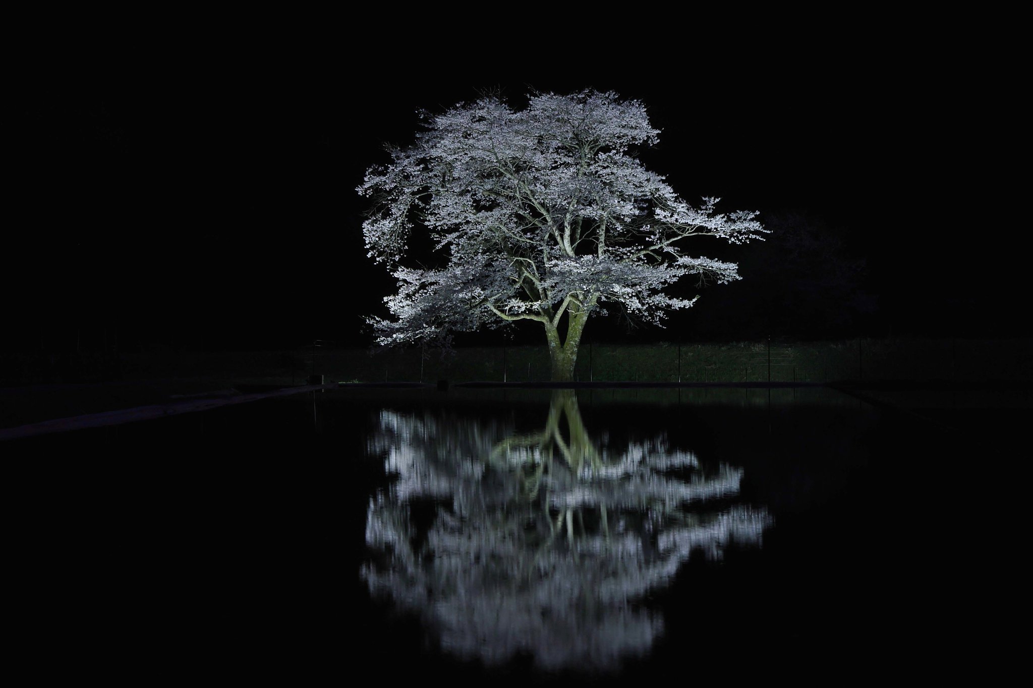 根尾の一本桜　Ⅱ