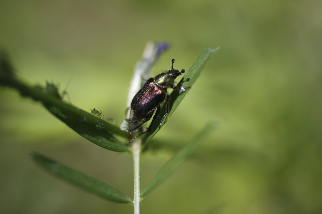 EF50mm f2.5 Compact Macro
