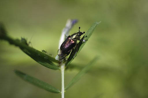 EF50mm f2.5 Compact Macro