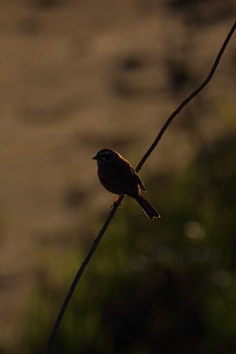 4月11日の写真