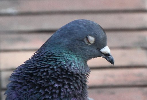 春眠暁を覚えず