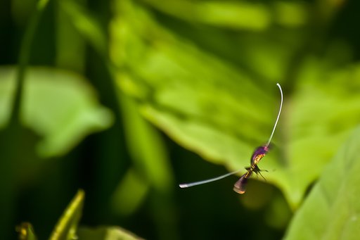 クロハネシロヒゲナガ飛んで