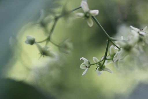 Tamron 90mm f2.8 macro 172E