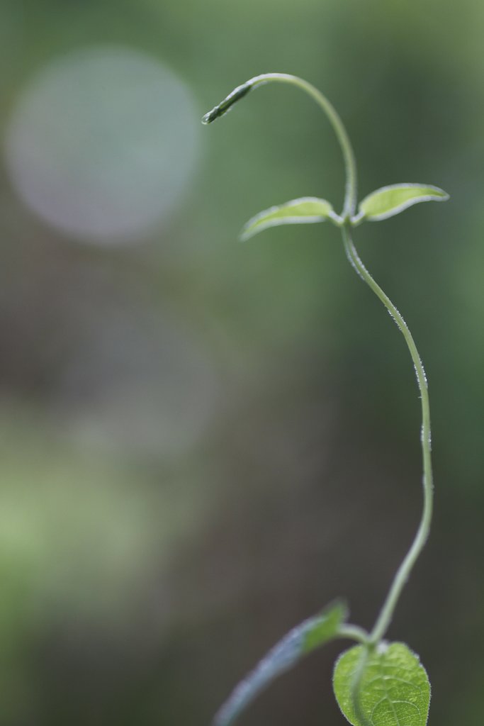 Tamron 90mm f2.8 macro 172E