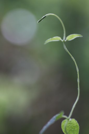 Tamron 90mm f2.8 macro 172E