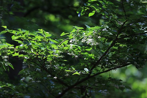 初夏の風に