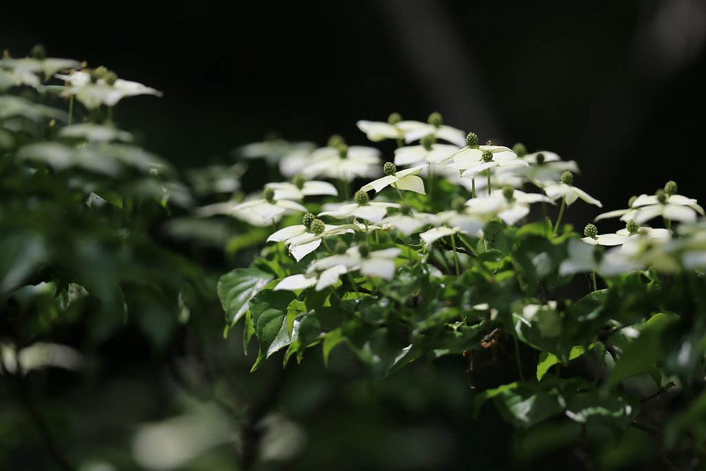 山法師