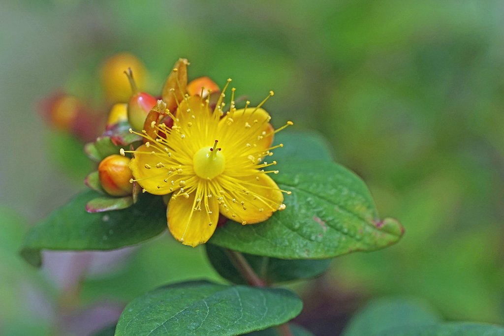 ヒペリカム