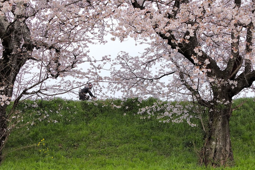 堤の桜