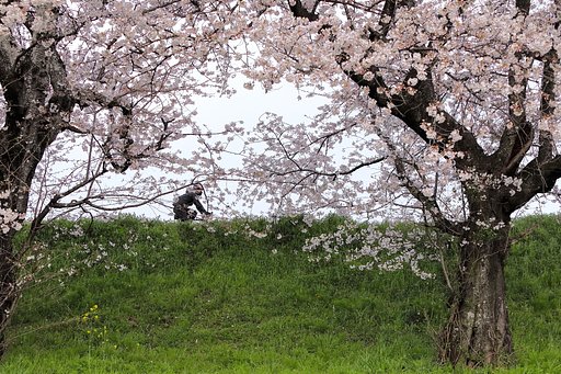 堤の桜