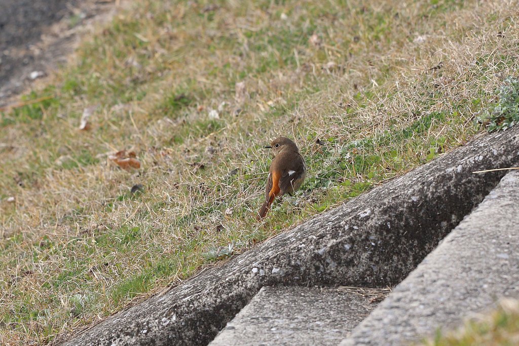 野鳥ポートレート・見返りジョビコ