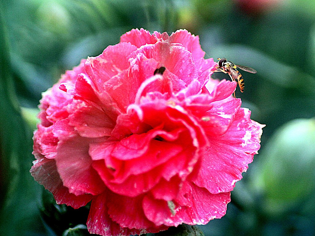【生き物景色】べラルゴニウムとアブ