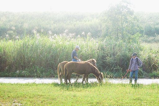 【生き物景色】牧場があった頃