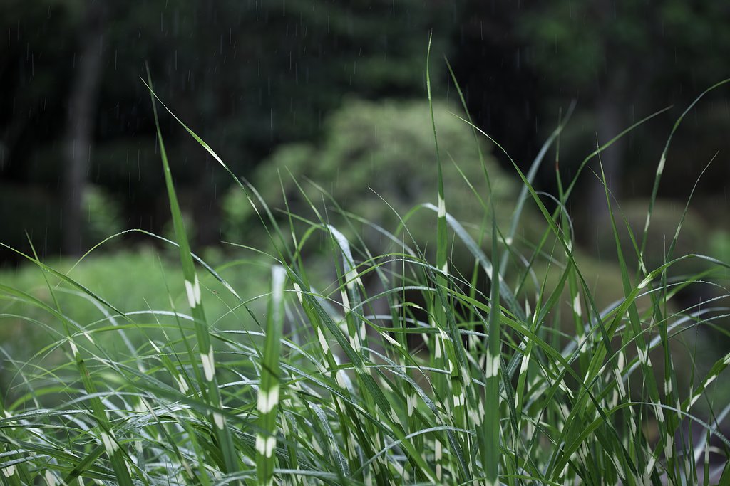 梅雨入り