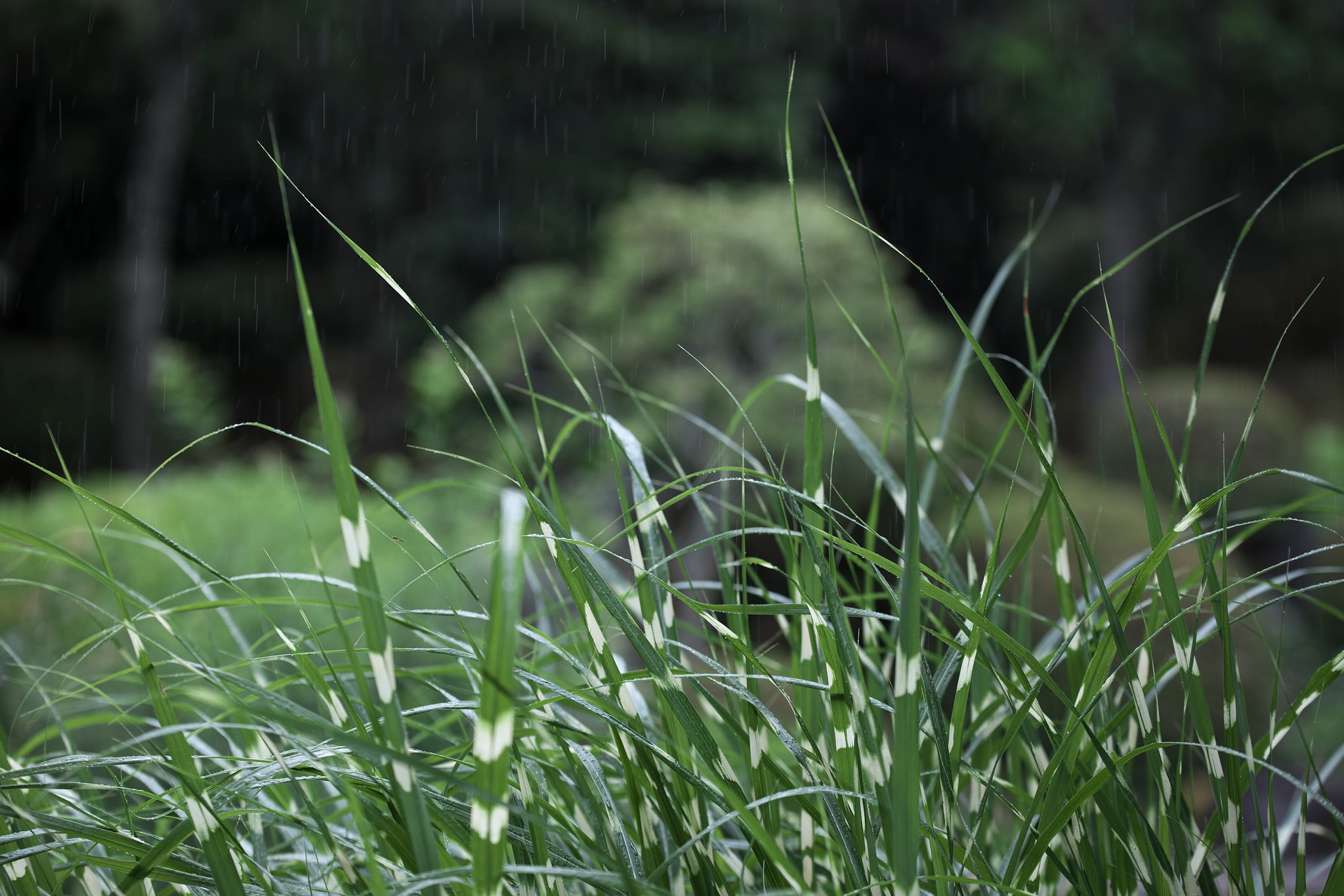 梅雨入り