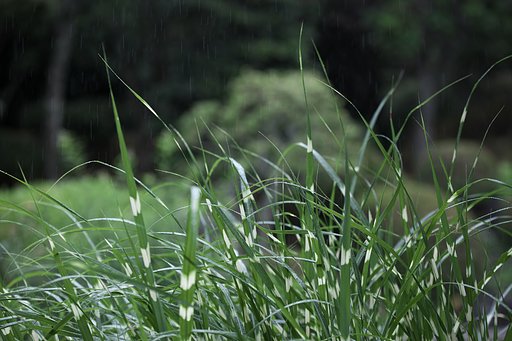 梅雨入り