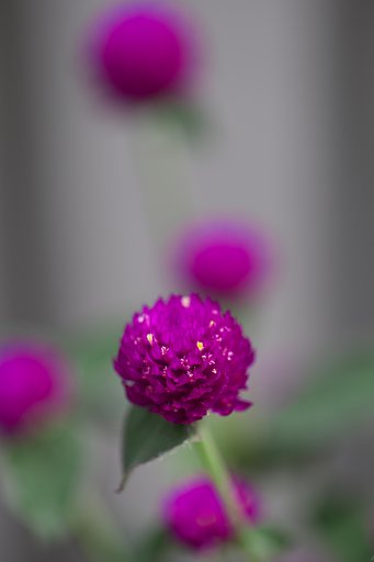 紫玉