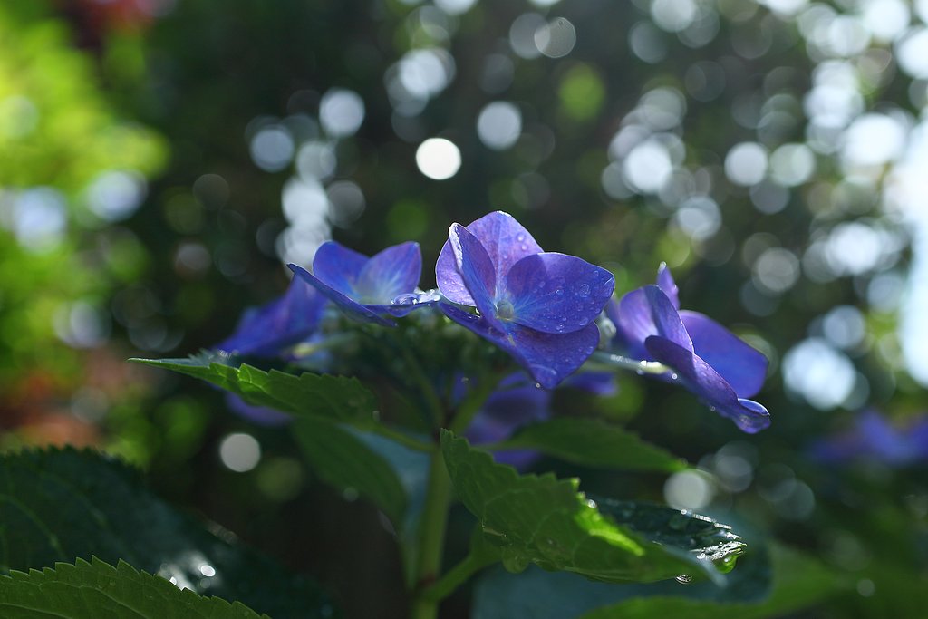 紫陽花