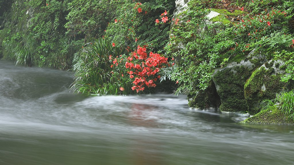 川岸に咲く