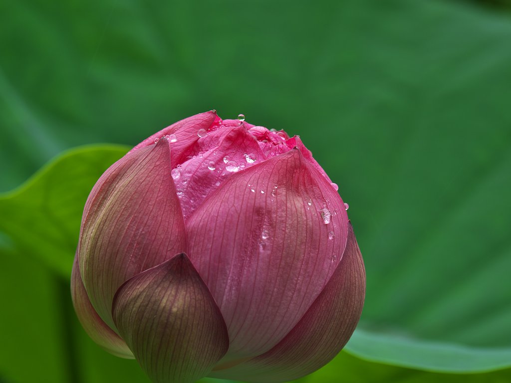 花の玉