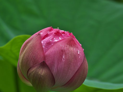 花の玉