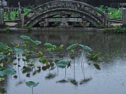 雨の蓮池