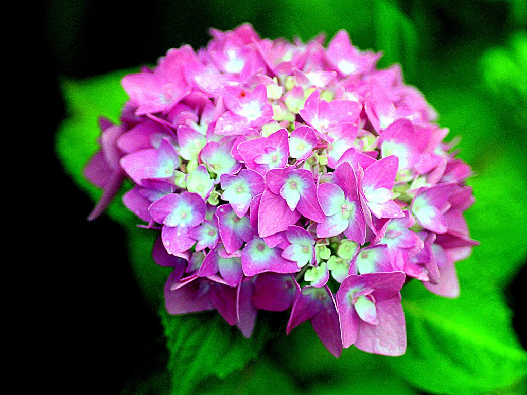 Tamron  90mm-F2.8 Macro 172E