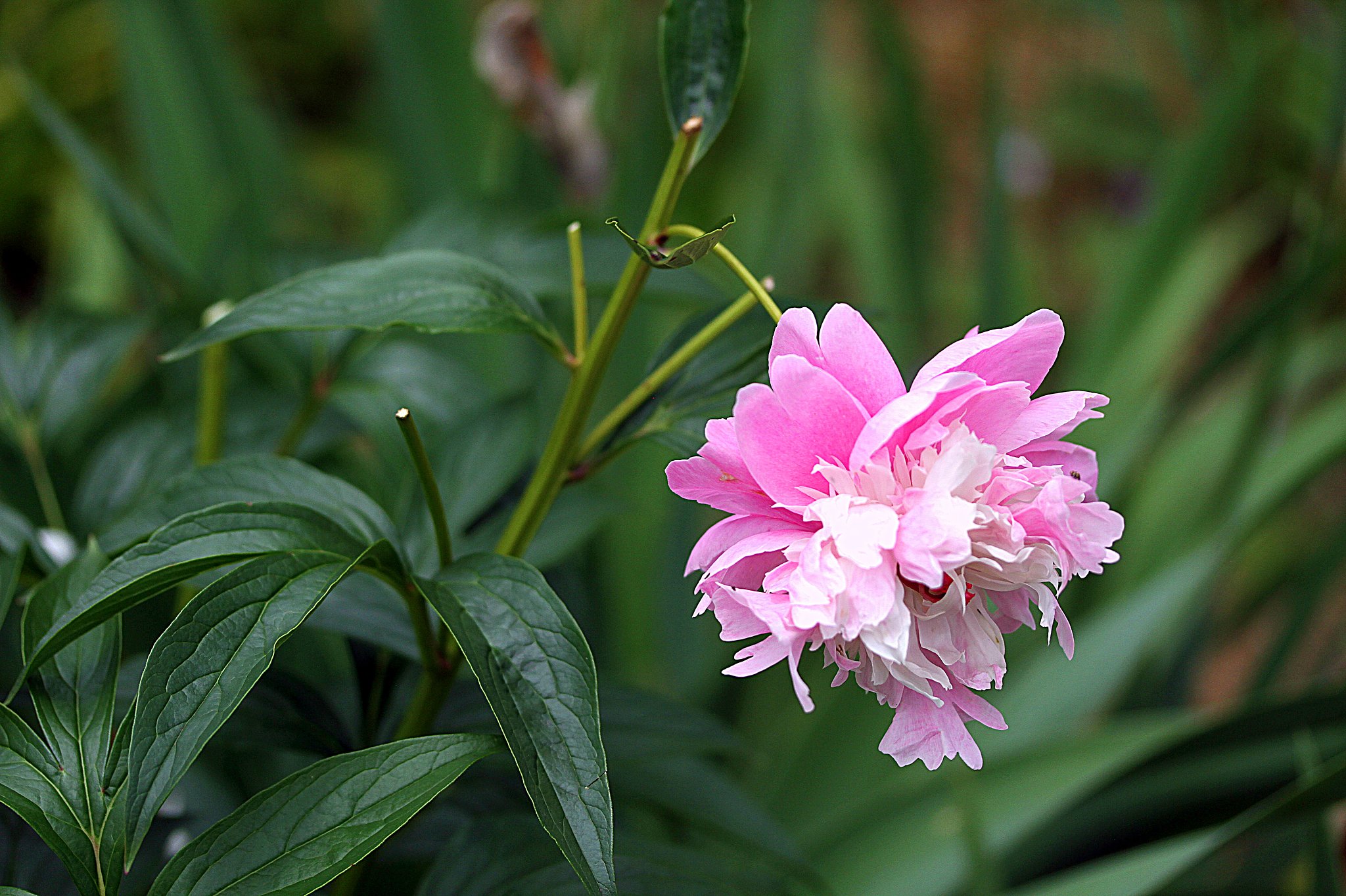Canon EF-S60mmF2.8macro