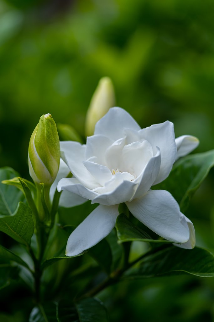 クチナシの花