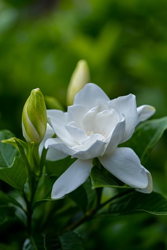 クチナシの花