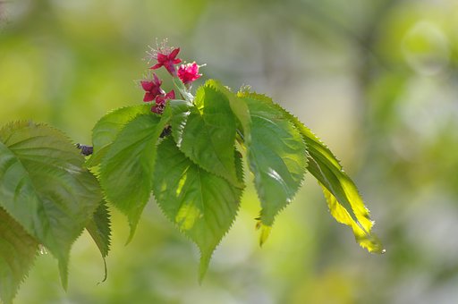 これも桜