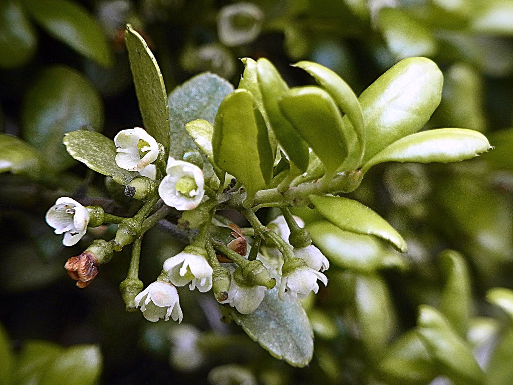 バベの花