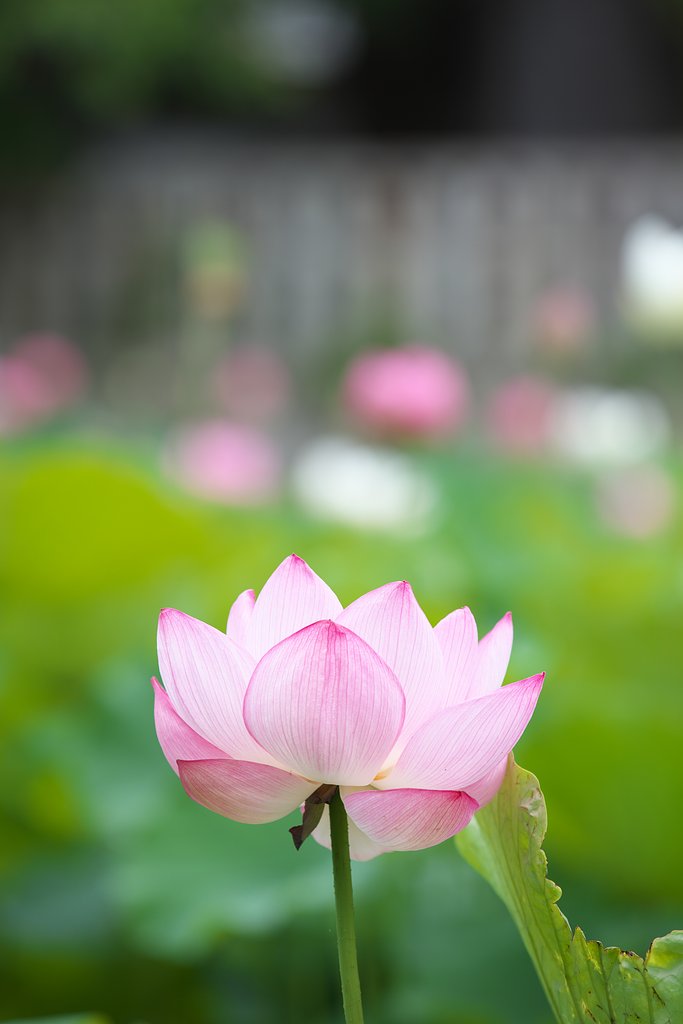 蓮花