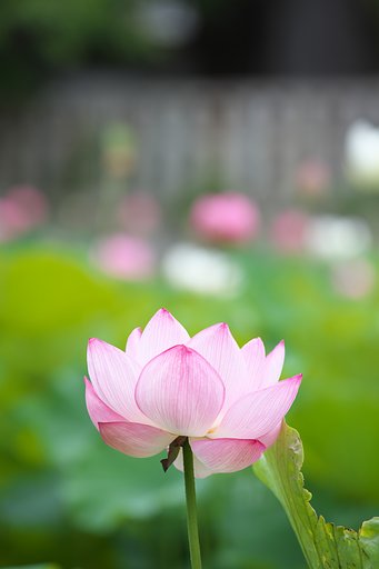 蓮花
