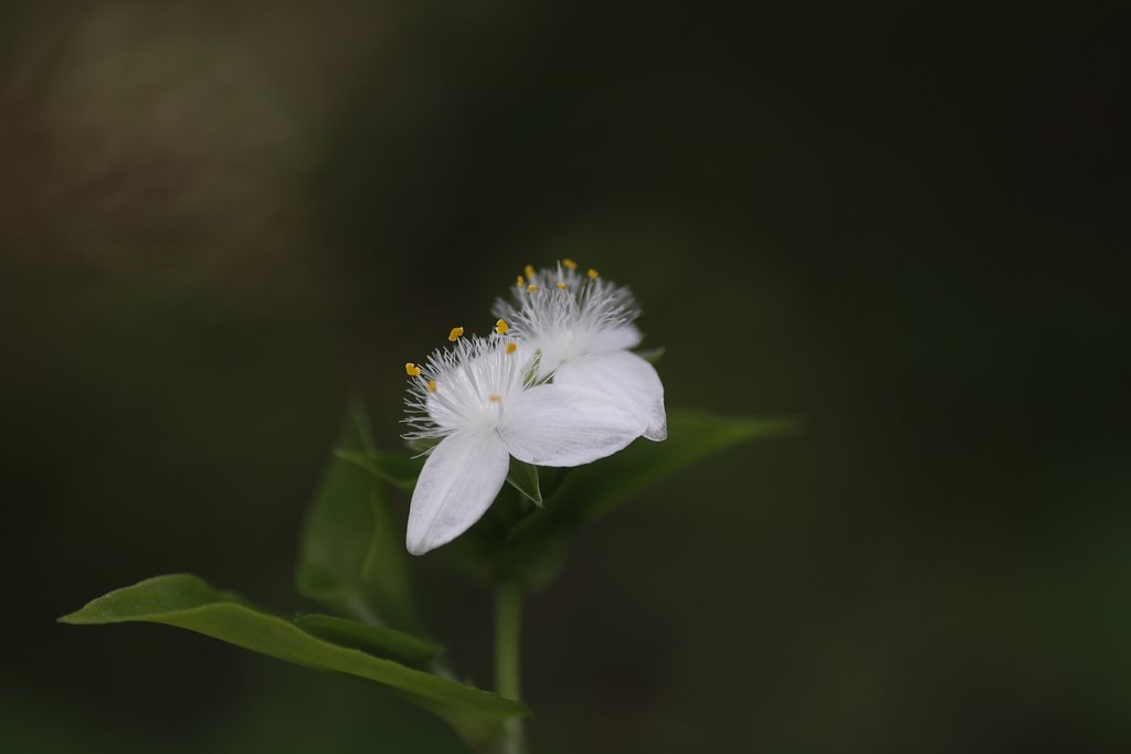 Tamron 90mm f2.8 macro 172E
