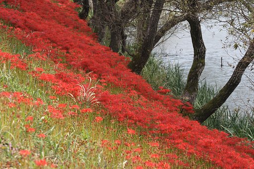 紅い絨毯