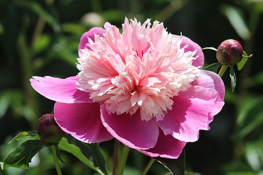 芍薬