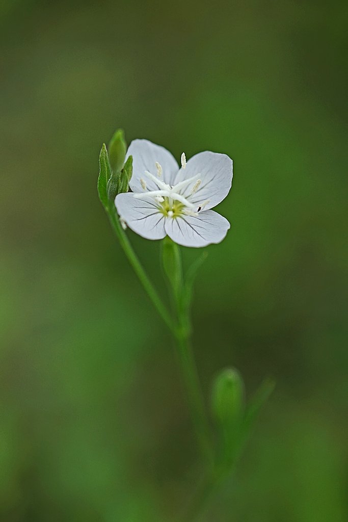 赤花夕化粧　白