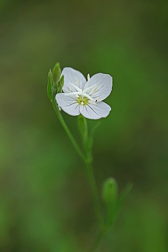 赤花夕化粧　白