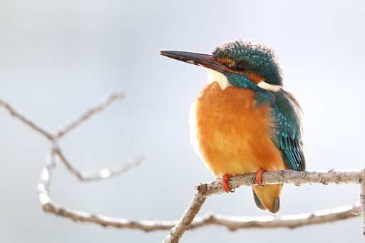 野鳥ポートレート・今冬のカワセミ総集編