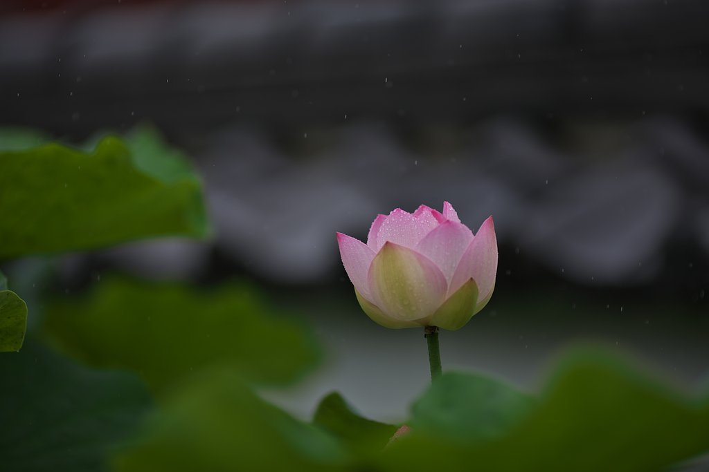 雨蓮３