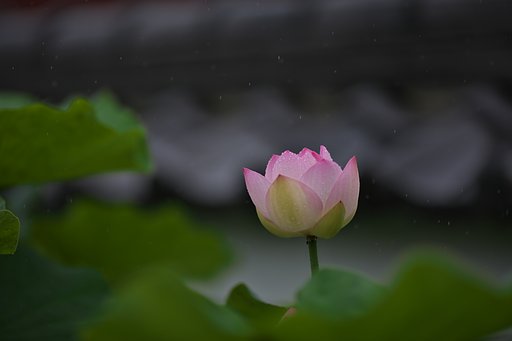 雨蓮３