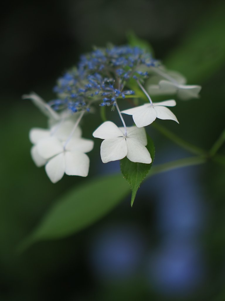 花灯り